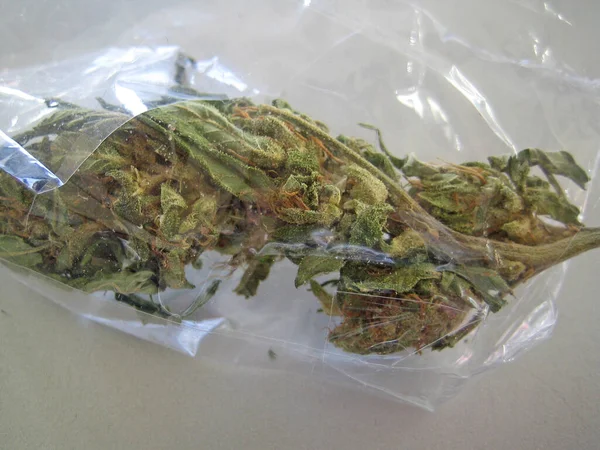 Cannabis Retrò Creta Isola Hippie Super Limone Foschia Vintage Illegale — Foto Stock