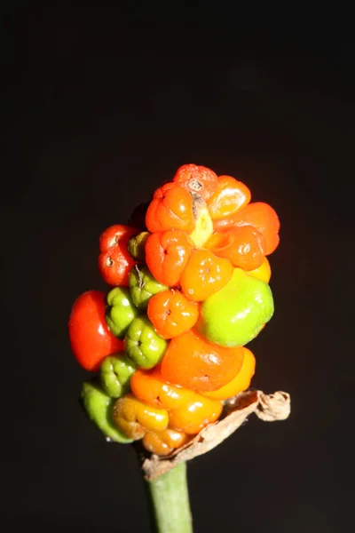 Červené Žluté Divoké Ovoce Zblízka Botanické Pozadí Arum Italicum Rodina — Stock fotografie