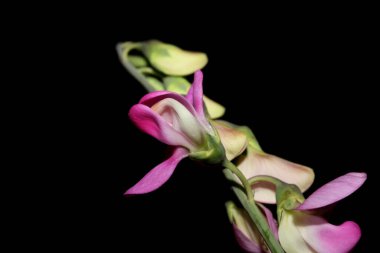 Vahşi mor çiçek, botanik arka planda latirus latifolius familyası leguminosae yüksek kalite modern baskı.