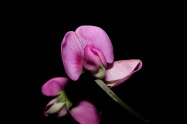 Vahşi mor çiçek, botanik arka planda latirus latifolius familyası leguminosae yüksek kalite modern baskı.