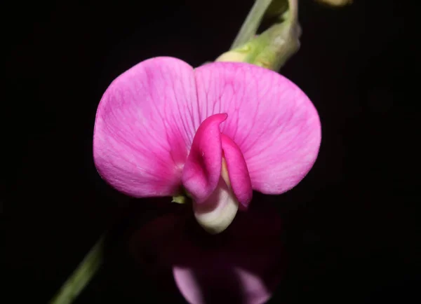 Dziki Purpurowy Kwiat Kwiat Zbliżyć Botaniczne Tło Lathyrus Latifolius Rodzina — Zdjęcie stockowe