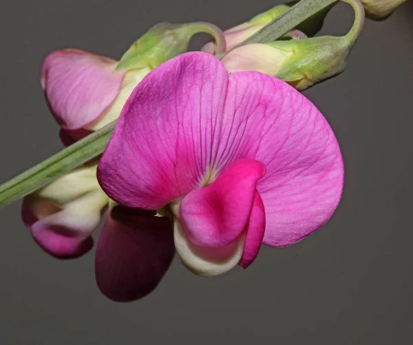 Dziki Purpurowy Kwiat Kwiat Zbliżyć Botaniczne Tło Lathyrus Latifolius Rodzina — Zdjęcie stockowe