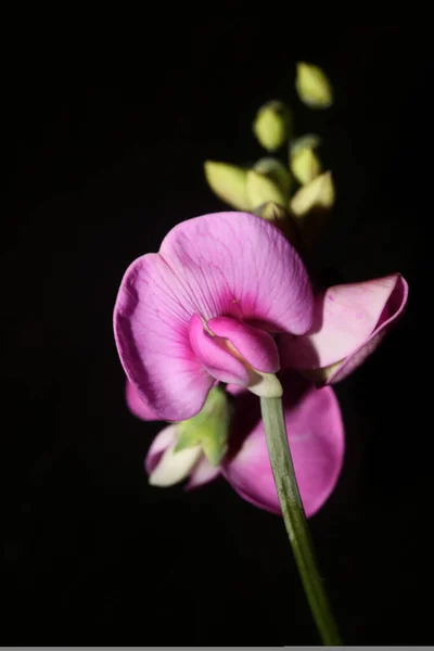 Flor Púrpura Salvaje Flor Primer Plano Fondo Botánico Lathyrus Latifolius —  Fotos de Stock