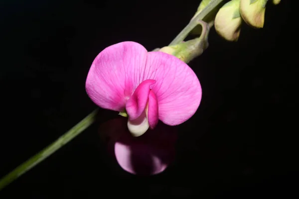 Vad Lila Virág Virág Virágzás Közelről Botanikai Háttér Lathyrus Latifolius — Stock Fotó