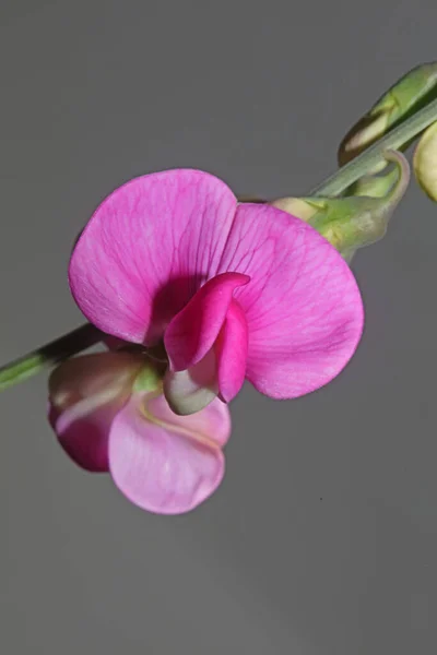 Fleur Pourpre Sauvage Fleur Fermer Arrière Plan Botanique Lathyrus Latifolius — Photo