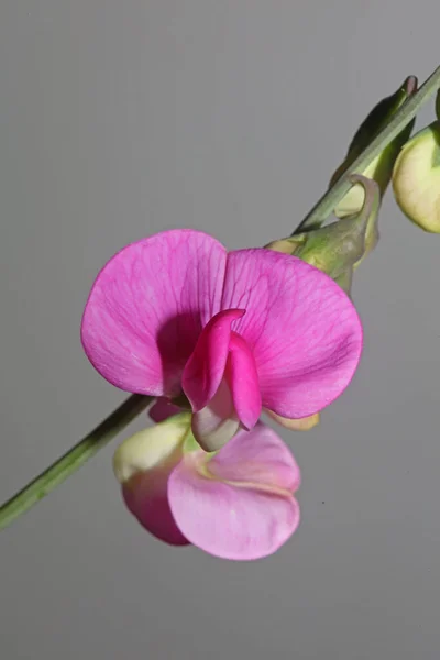Flor Púrpura Salvaje Flor Primer Plano Fondo Botánico Lathyrus Latifolius — Foto de Stock