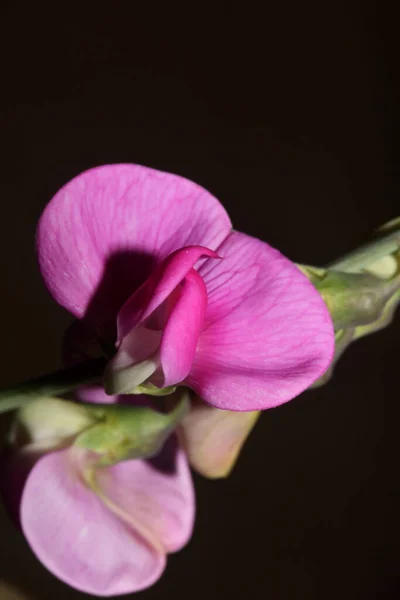 Дикий Фиолетовый Цветок Цветения Закрыть Ботанический Фон Lathyrus Latifolius Семьи — стоковое фото