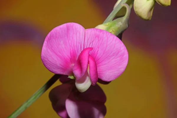 Dziki Purpurowy Kwiat Kwiat Zbliżyć Botaniczne Tło Lathyrus Latifolius Rodzina — Zdjęcie stockowe