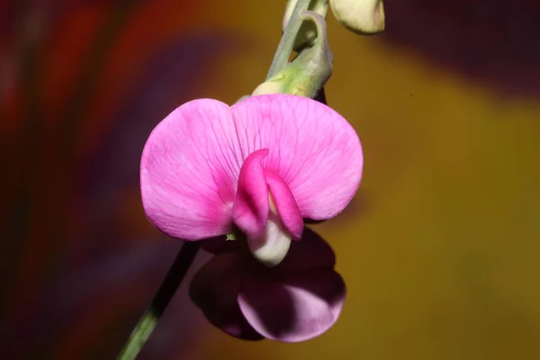 Flor Púrpura Salvaje Flor Primer Plano Fondo Botánico Lathyrus Latifolius — Foto de Stock
