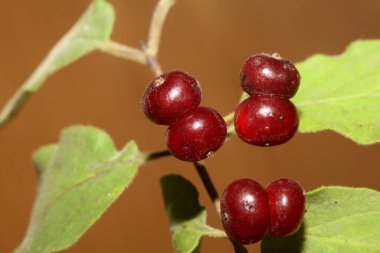 Vahşi kırmızı meyveler botanik arka planlarını kapatır. Lonicera xylosteum familyası caprifoliaceae yüksek kaliteli büyük boy baskılar.