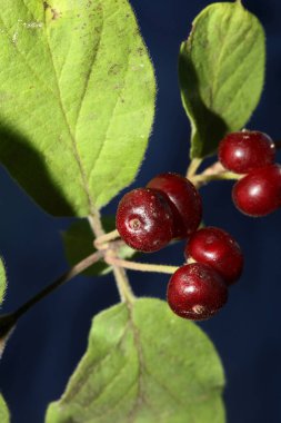 Vahşi kırmızı meyveler botanik arka planlarını kapatır. Lonicera xylosteum familyası caprifoliaceae yüksek kaliteli büyük boy baskılar.