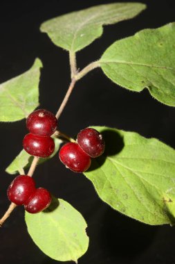 Vahşi kırmızı meyveler botanik arka planlarını kapatır. Lonicera xylosteum familyası caprifoliaceae yüksek kaliteli büyük boy baskılar.