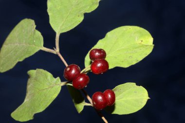 Vahşi kırmızı meyveler botanik arka planlarını kapatır. Lonicera xylosteum familyası caprifoliaceae yüksek kaliteli büyük boy baskılar.
