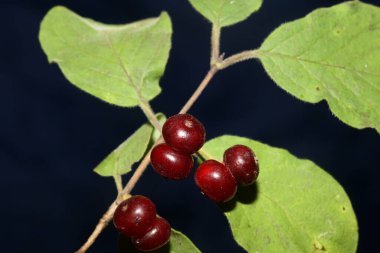 Vahşi kırmızı meyveler botanik arka planlarını kapatır. Lonicera xylosteum familyası caprifoliaceae yüksek kaliteli büyük boy baskılar.