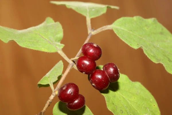 야생붉은 열매들은 식물학적 Lonicera Xylosteum Caprifoliaceae 품질의 프린트를 닫는다 — 스톡 사진