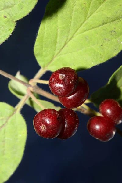 야생붉은 열매들은 식물학적 Lonicera Xylosteum Caprifoliaceae 품질의 프린트를 닫는다 — 스톡 사진