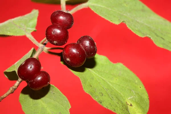 Frutas Vermelhas Selvagens Close Fundo Botânico Lonicera Xylosteum Família Caprifoliaceae — Fotografia de Stock