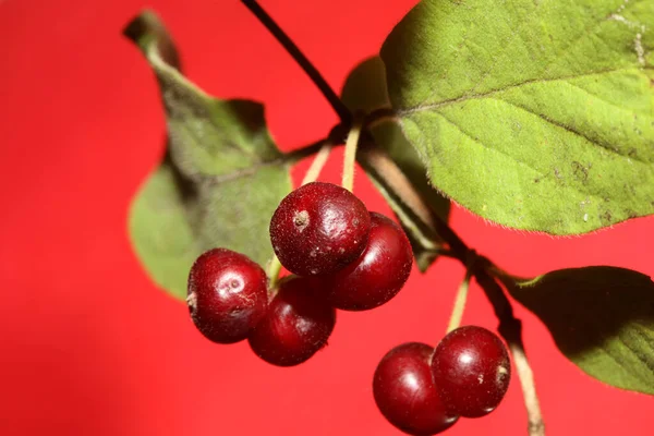 야생붉은 열매들은 식물학적 Lonicera Xylosteum Caprifoliaceae 품질의 프린트를 닫는다 — 스톡 사진