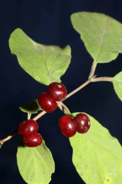 야생붉은 열매들은 식물학적 Lonicera Xylosteum Caprifoliaceae 품질의 프린트를 닫는다 — 스톡 사진