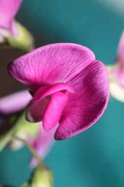 Violet dağcı çiçeği çiçek açan makro botanik arka plan latifolius latifolius ailesi leguminosae yüksek kalite modern baskı