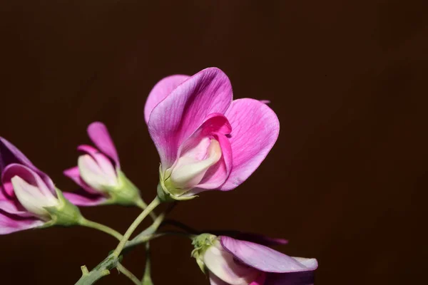 Violeta Salvaje Escalador Flor Florecimiento Macro Botánico Fondo Lathyrus Latifolius — Foto de Stock