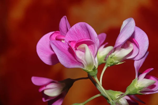Violeta Salvaje Escalador Flor Florecimiento Macro Botánico Fondo Lathyrus Latifolius — Foto de Stock