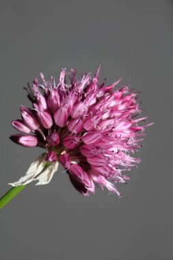 Çiçek tomurcukları botanik çağdaş arkaplan allium acutiflorum ailesi amirilidaceae büyük kalite yüksek kalite baskıları kapatın