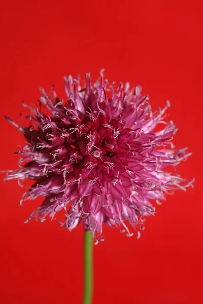 Flower Blossom Close Botanical Modern Background Allium Acutiflorum Family Amaryllidaceae — Zdjęcie stockowe