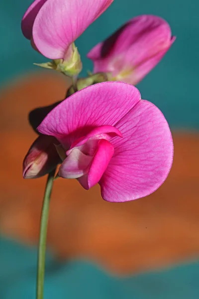 野生型紫花与植物区系背景的百里香花科高质大号现代印刷品 — 图库照片