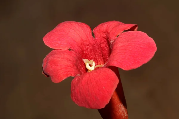 Red Flower Blossom Close Modern Botanical Background Campsis Grandiflora Bignoniaceae — Stock Fotó