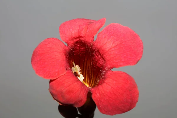 Red Flower Blossom Close Modern Botanical Background Campsis Grandiflora Bignoniaceae — Zdjęcie stockowe