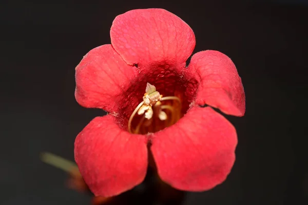 Red Flower Blossom Close Modern Botanical Background Campsis Grandiflora Bignoniaceae — Stock Fotó