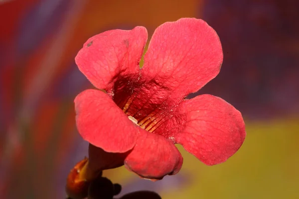 Czerwony Kwiat Kwiat Zbliå Nowoczesne Botaniczne Campsis Grandiflora Bignoniaceae Wysokiej — Zdjęcie stockowe