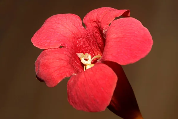 Червона Квітка Розквітає Крупним Планом Сучасний Ботанічний Фон Campsis Grandiflora — стокове фото