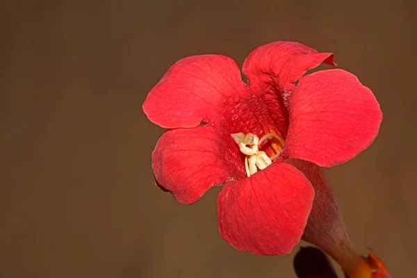 Red Flower Blossom Close Modern Botanical Background Campsis Grandiflora Bignoniaceae — Fotografia de Stock
