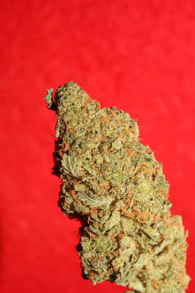 Cannabis Bud Close Medical Marihuana Modern Botanical Background High Quality — Fotografia de Stock