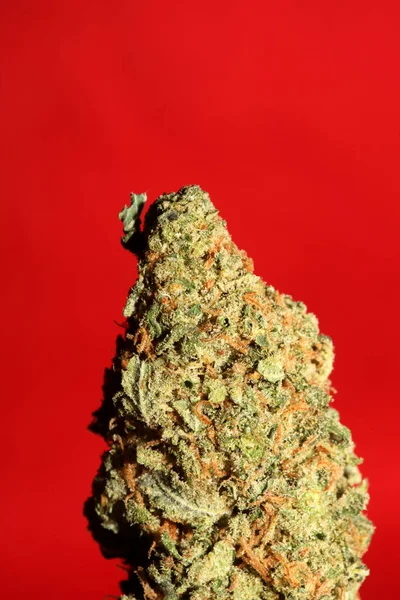 Cannabis Bud Close Medical Marihuana Modern Botanical Background High Quality — Stok fotoğraf