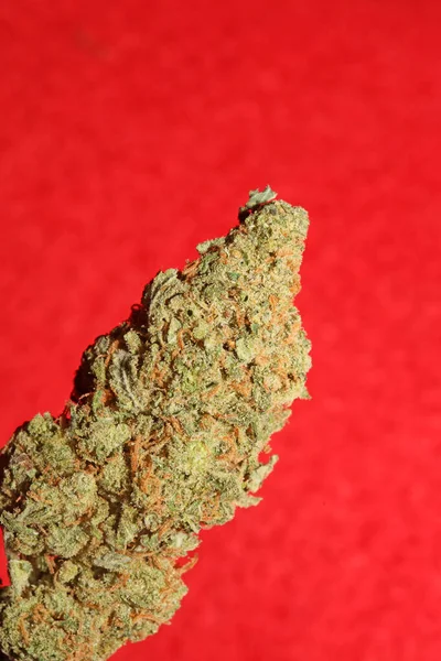 Cannabis Bud Close Medical Marihuana Modern Botanical Background High Quality — Stock Fotó