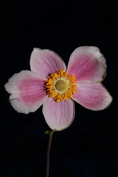 Pink Flower Blossom Close Botanical Background Anemone Tomentosa Family Ranunculaceae — Foto de Stock