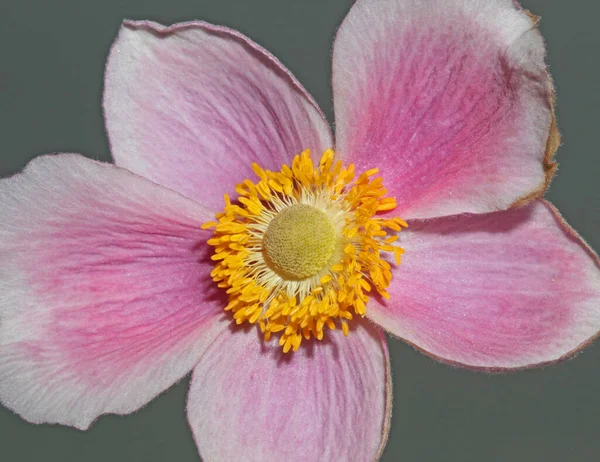 Pink Flower Blossom Close Botanical Background Anemone Tomentosa Family Ranunculaceae — стоковое фото