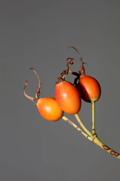 Red Wild Fruits Close Background Rosa Rubiginosa Family Rosaceae High — Photo