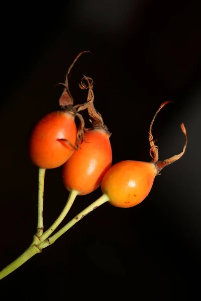 Red Wild Fruits Close Background Rosa Rubiginosa Family Rosaceae High — 스톡 사진