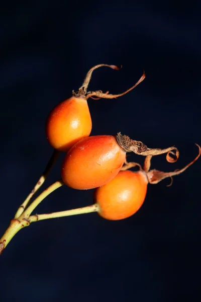 Red Wild Fruits Close Background Rosa Rubiginosa Family Rosaceae High — 스톡 사진