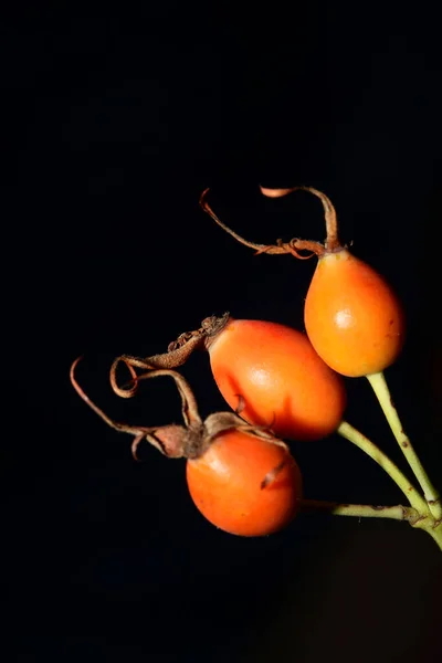 Red Wild Fruits Close Background Rosa Rubiginosa Family Rosaceae High — 스톡 사진