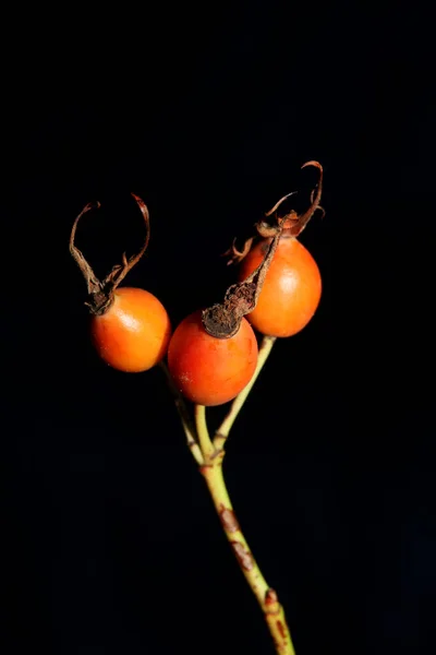 Red wild fruits close up background rosa rubiginosa family rosaceae high quality big size botanical prints