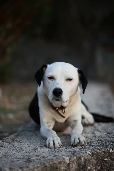 Roztomilý Bílý Černý Pes Profil Close Zvíře Pozadí Vysoká Kvalita — Stock fotografie