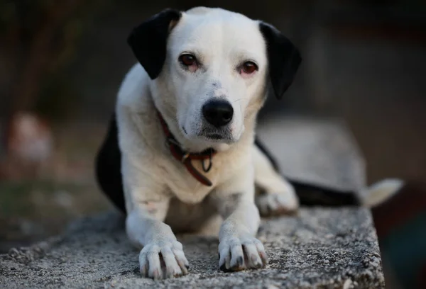 Lindo Perfil Perro Blanco Negro Cerca Fondo Animal Impresiones Instantáneas — Foto de Stock