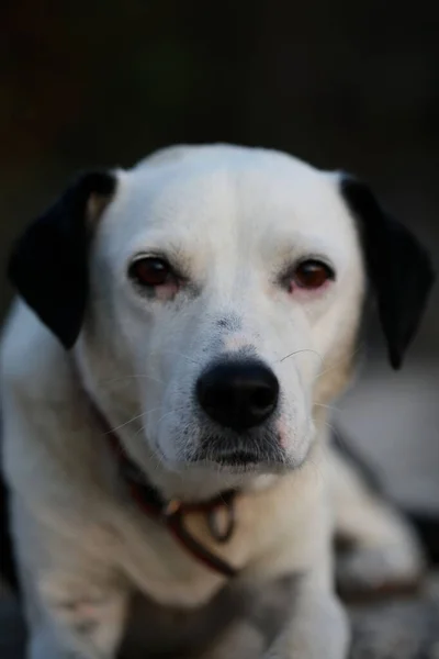 Bonito Branco Preto Cão Perfil Close Animal Fundo Alta Qualidade — Fotografia de Stock