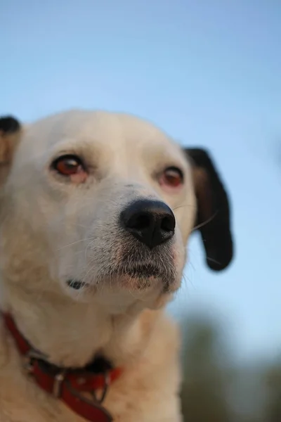 Niedliche Weiße Und Schwarze Hundeprofil Nahaufnahme Tierischen Hintergrund Hohe Qualität — Stockfoto