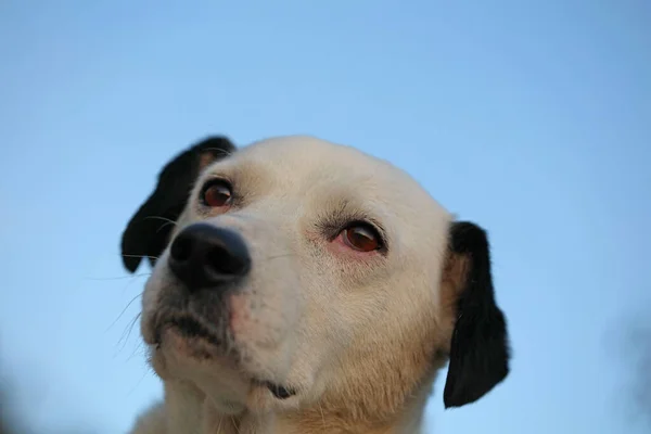 Χαριτωμένο Λευκό Και Μαύρο Προφίλ Σκυλιών Close Ζωικό Υπόβαθρο Υψηλής — Φωτογραφία Αρχείου
